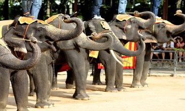 Bangkok - Pattaya Turu  - Saudi Havayolları İle -  7 Gece 10 Gün